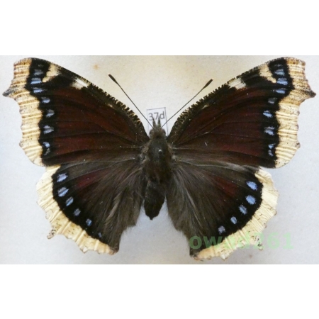 Nymphalis antiopa (Linnaeus, 1758) ex. ovo Czech37d